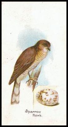34 Sparrow Hawk